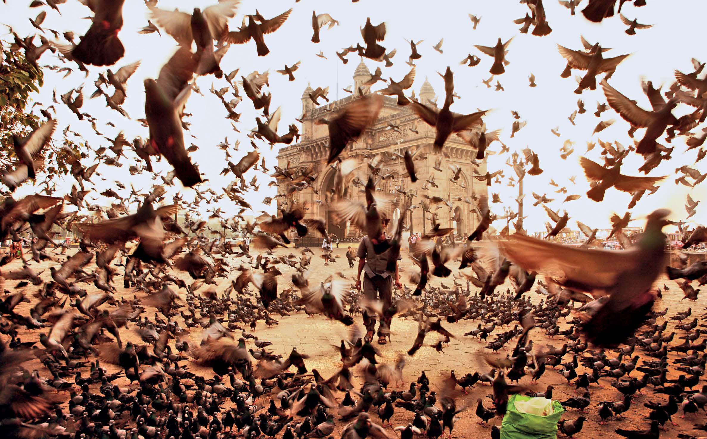 A GROWING PIGEON MENACE